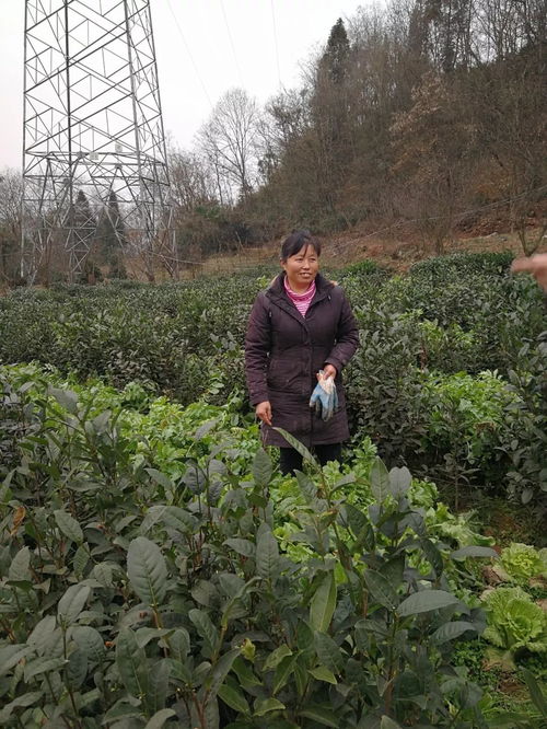 翠屏村的清秀姐 茶叶种植的行家里手