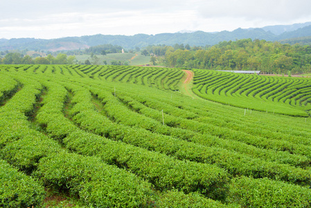 摄图新视界 茶叶种植的美学与自然