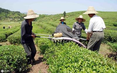 我国茶叶种植机械现状与机械化提升策略解析
