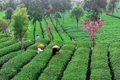 凤冈探索茶品牌新路子 锌硒茶变成“钱袋子”