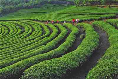 云南勐海福安茶业 从茶叶种植到品质保证的全方位深度解读