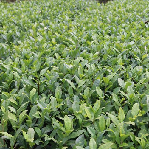 从茶苗到茶杯 一站式茶叶种植与供应服务体系解析