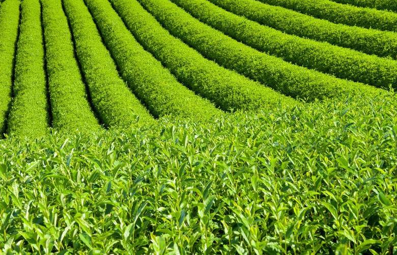 茶园绿意 茶叶种植的生态智慧与科学管理