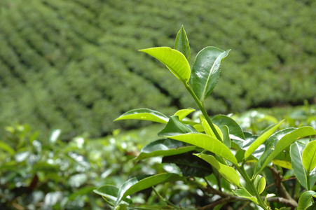 云雾深处育新芽——新鲜茶叶种植园的科学管理与生态实践